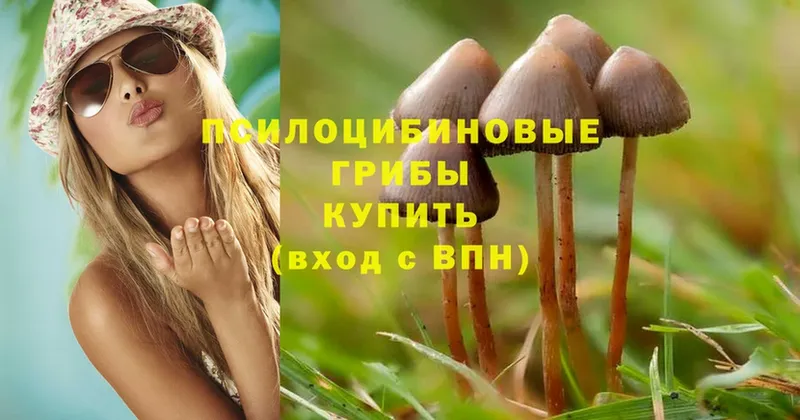 Псилоцибиновые грибы MAGIC MUSHROOMS  Кириллов 